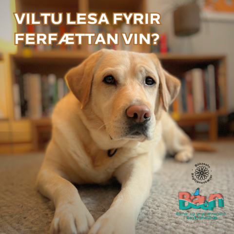Lesið fyrir hund á BAUN
